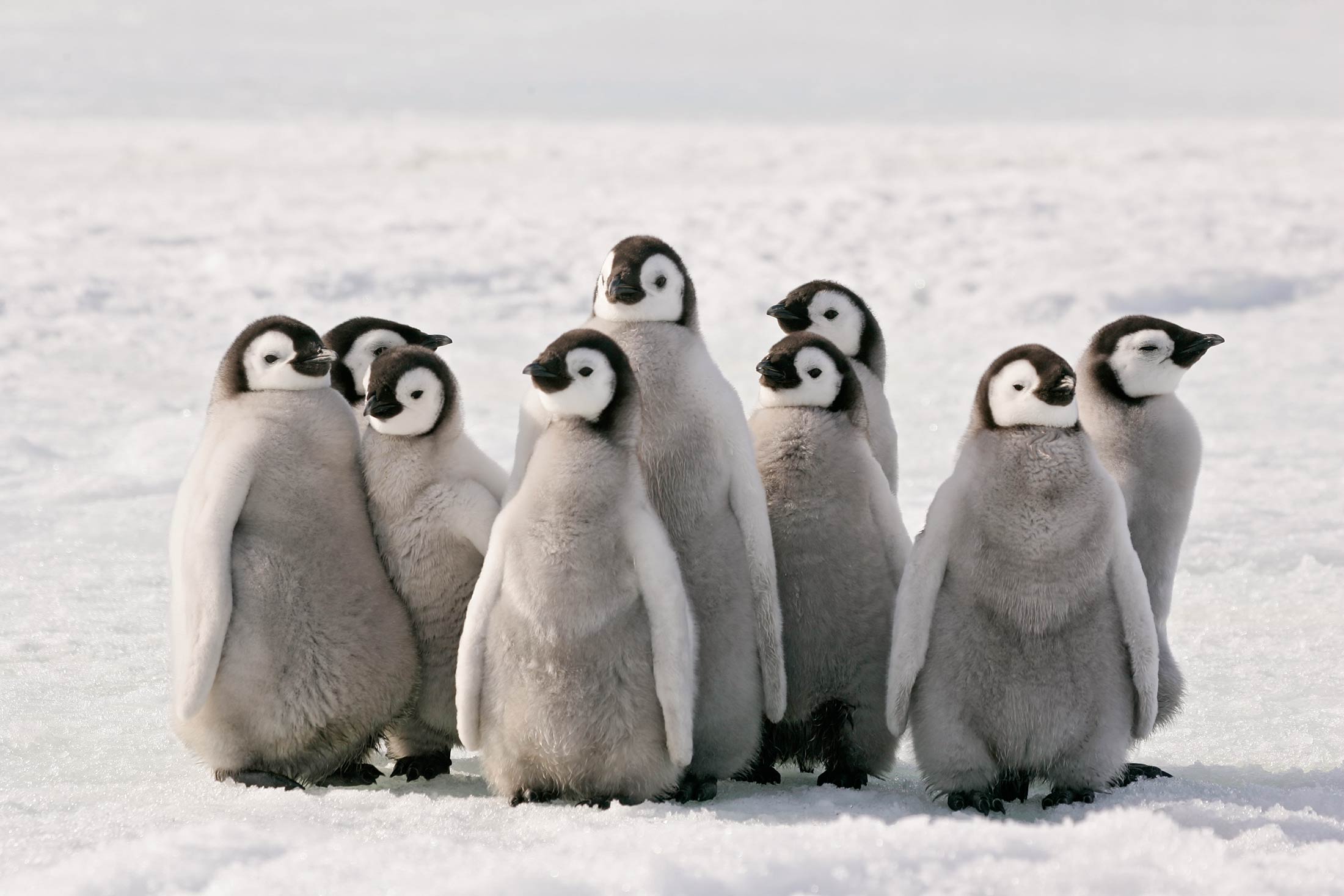 nine penguins standing on snow