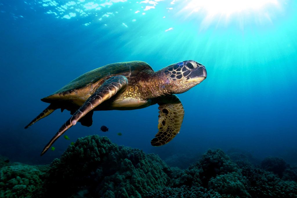 adult sea turtle swimming under water above a reef