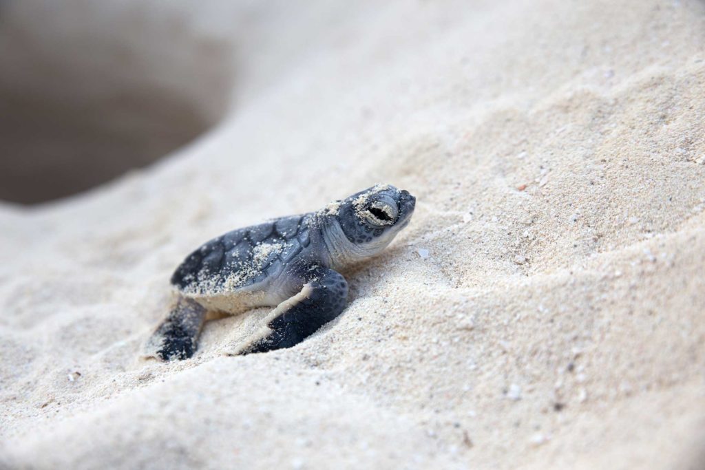 sea turtle hatchling emerging from nest in sand