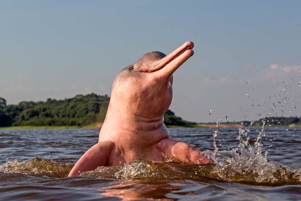 Amazon river dolphin