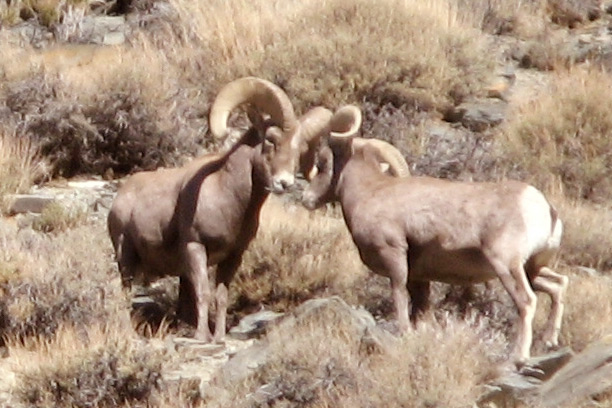 two big horn sheep on rocky slope