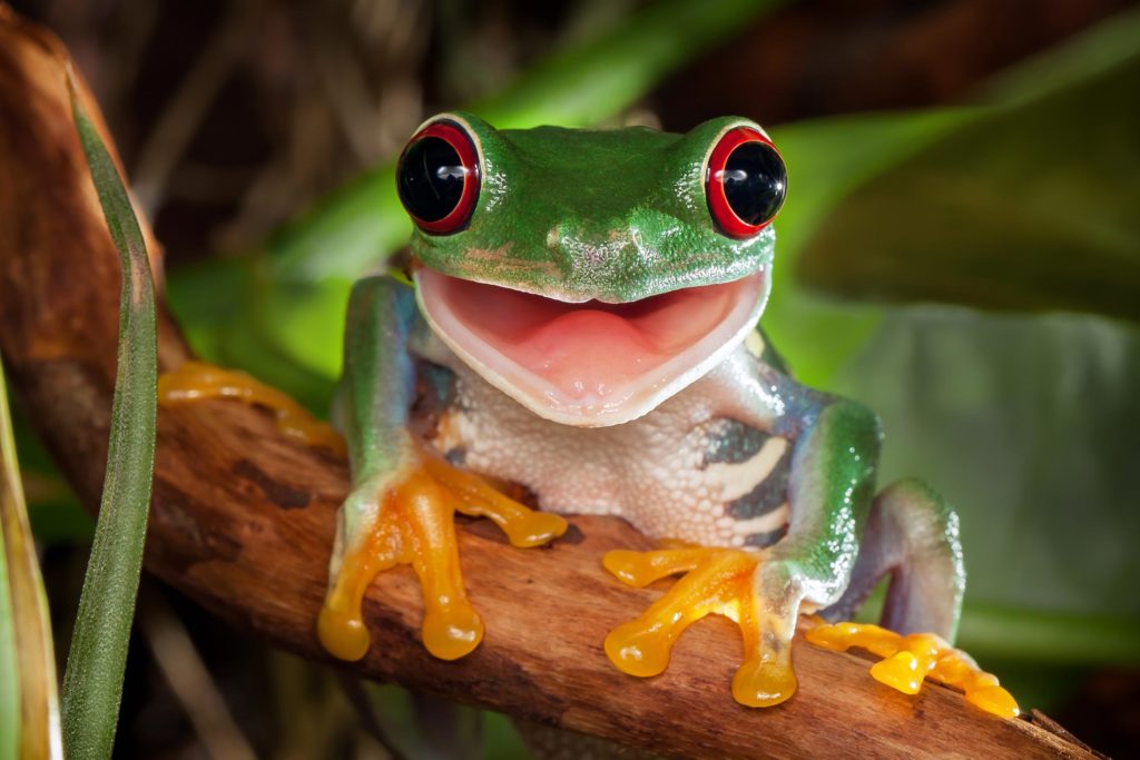 Red-eyed tree frog on a branch