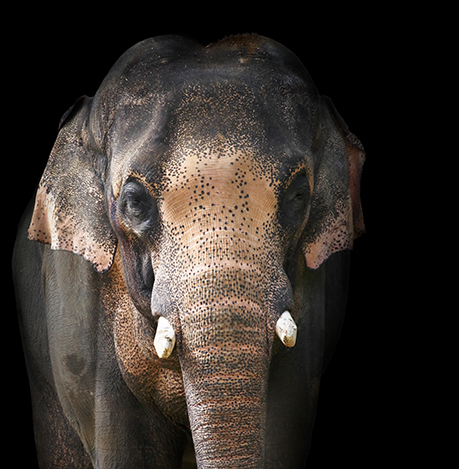 Asian elephant facing camera