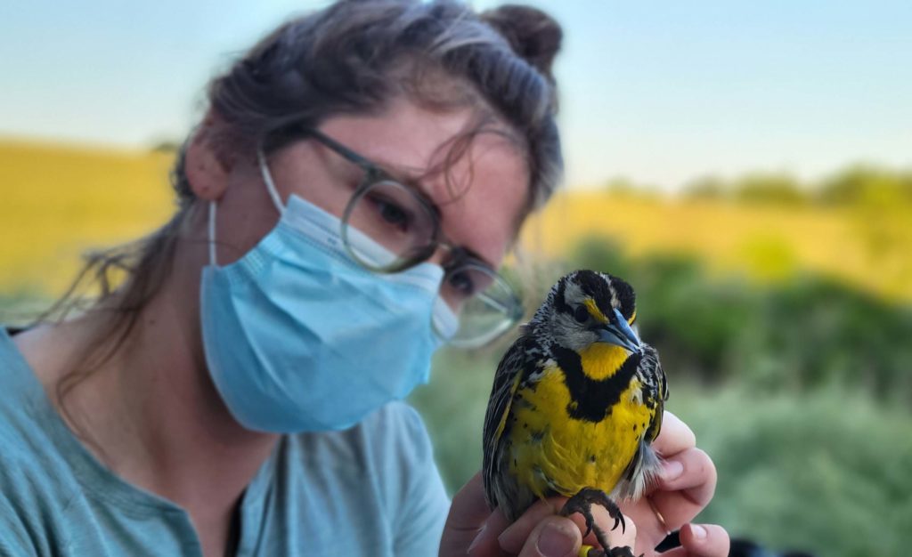 Smithsonian Research Fellow Bernadette Rigley attaches a GPS tag to an adult eastern meadowlark