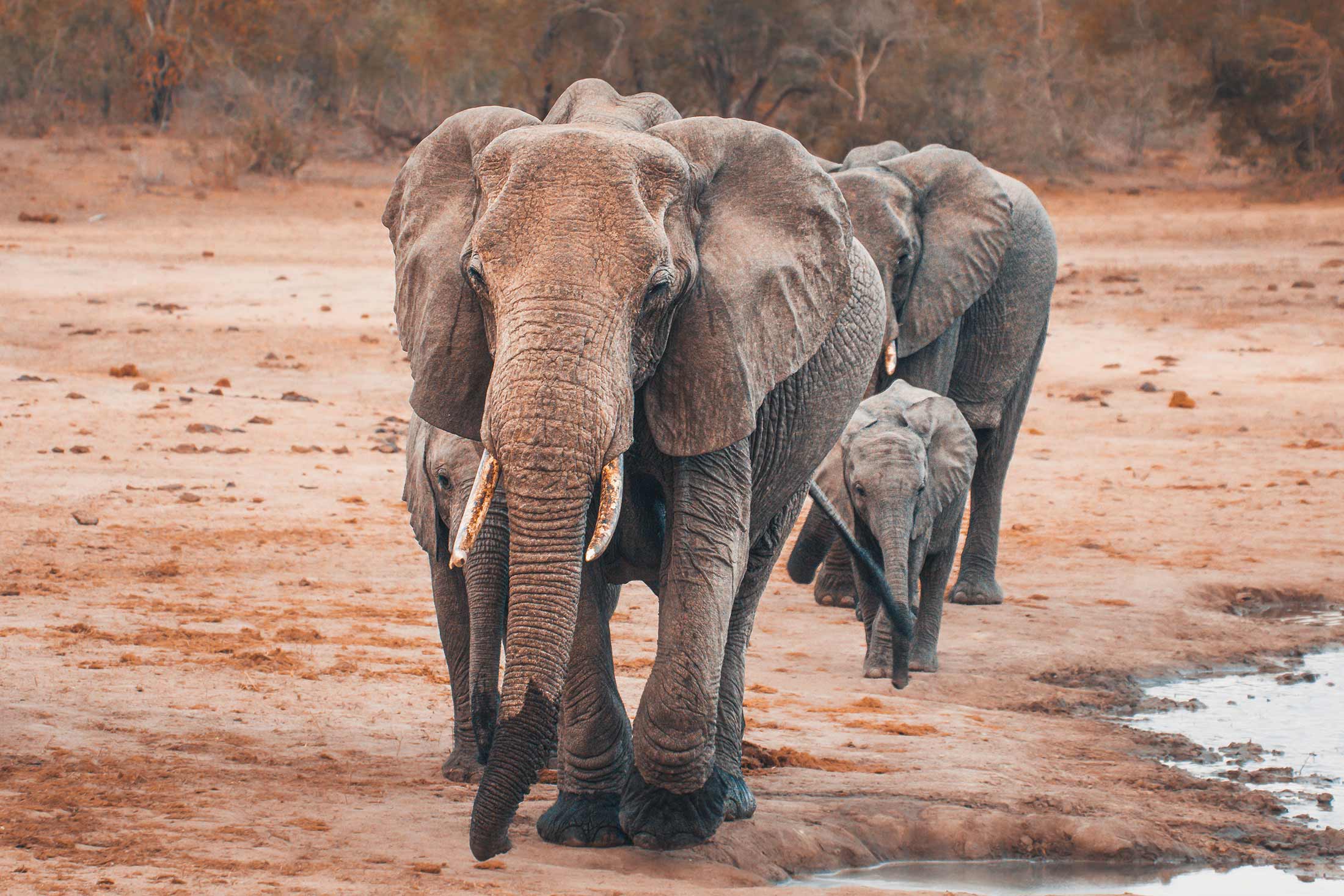 a group of African elephants walking on brown soil near water