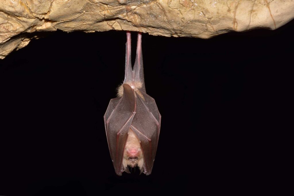 bat hanging upside down in a cave