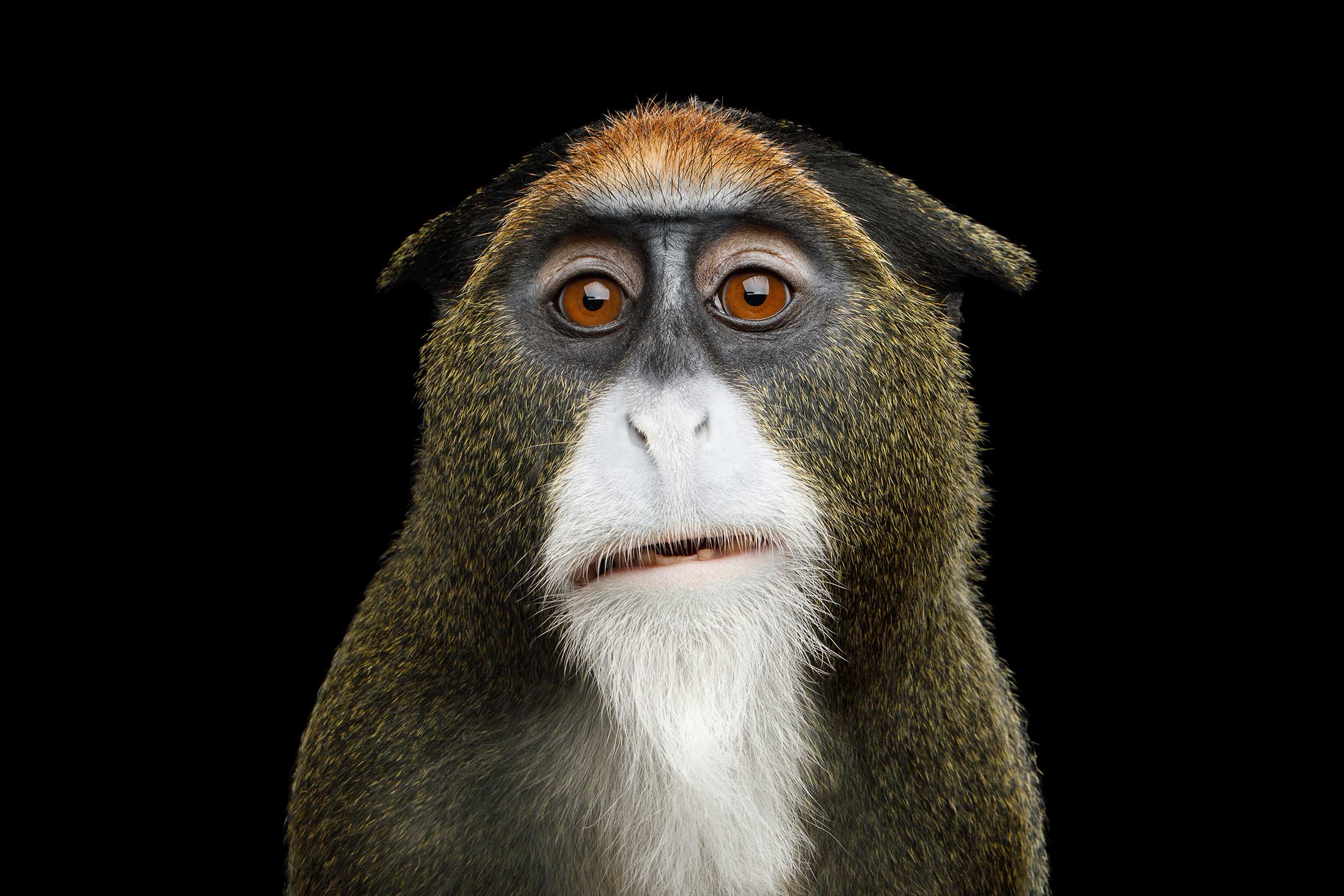De Brazza's monkey facing camera