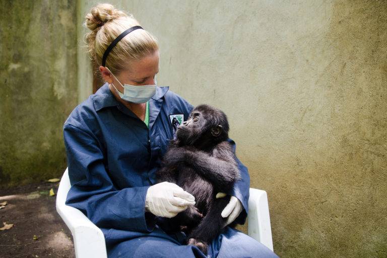 Dr. Dawn Zimmerman with gorilla named Baraka