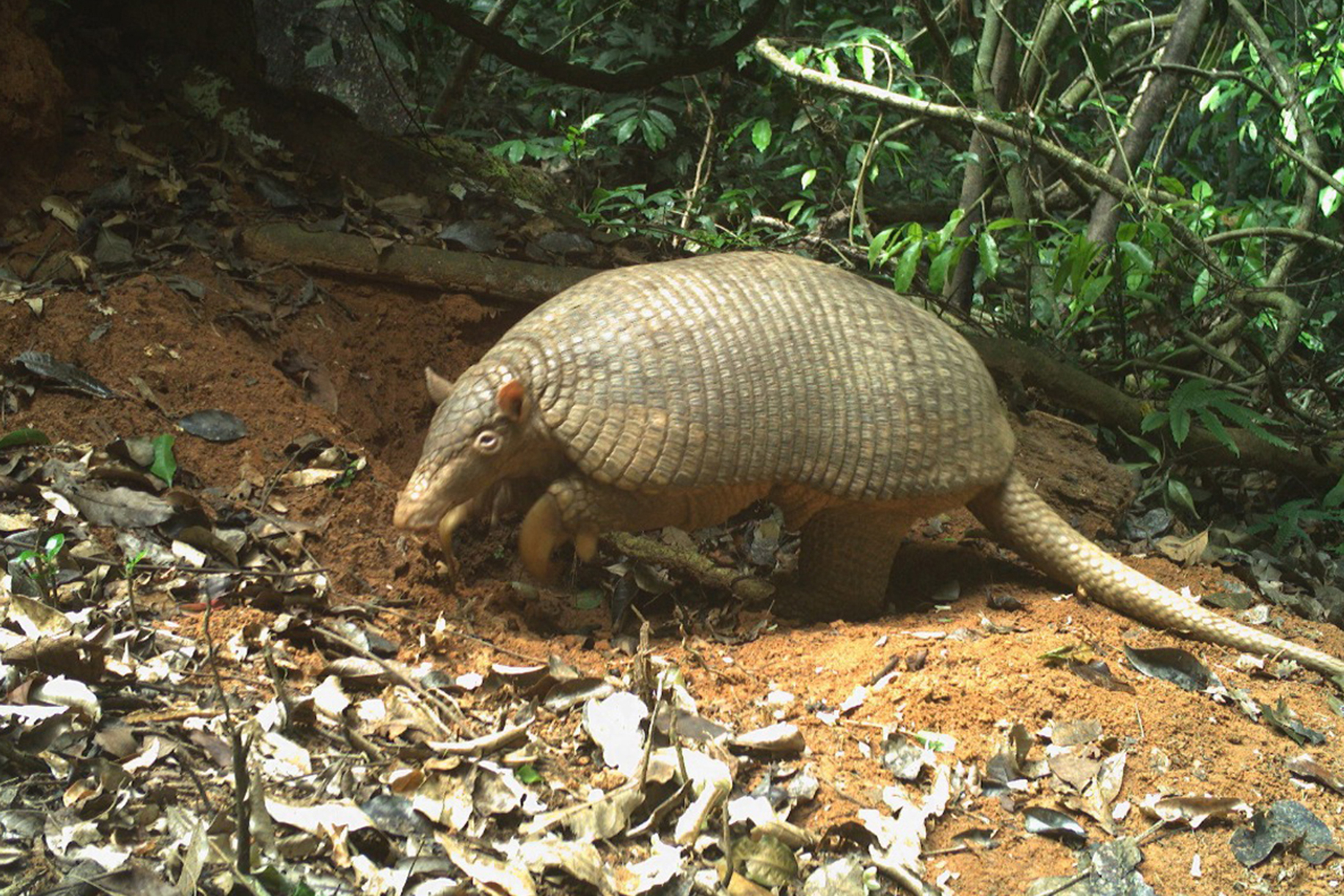 giant armadillo walking on dirt and leaves