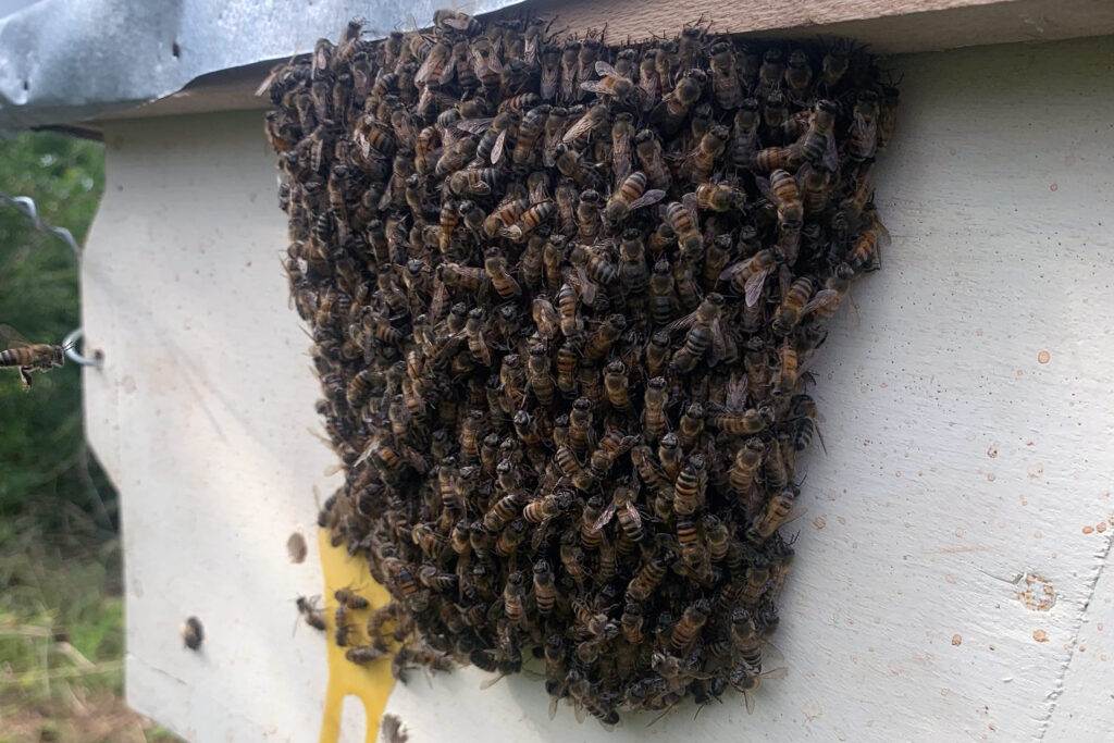 a swarm of bees on a bee hive fence in Tanzania