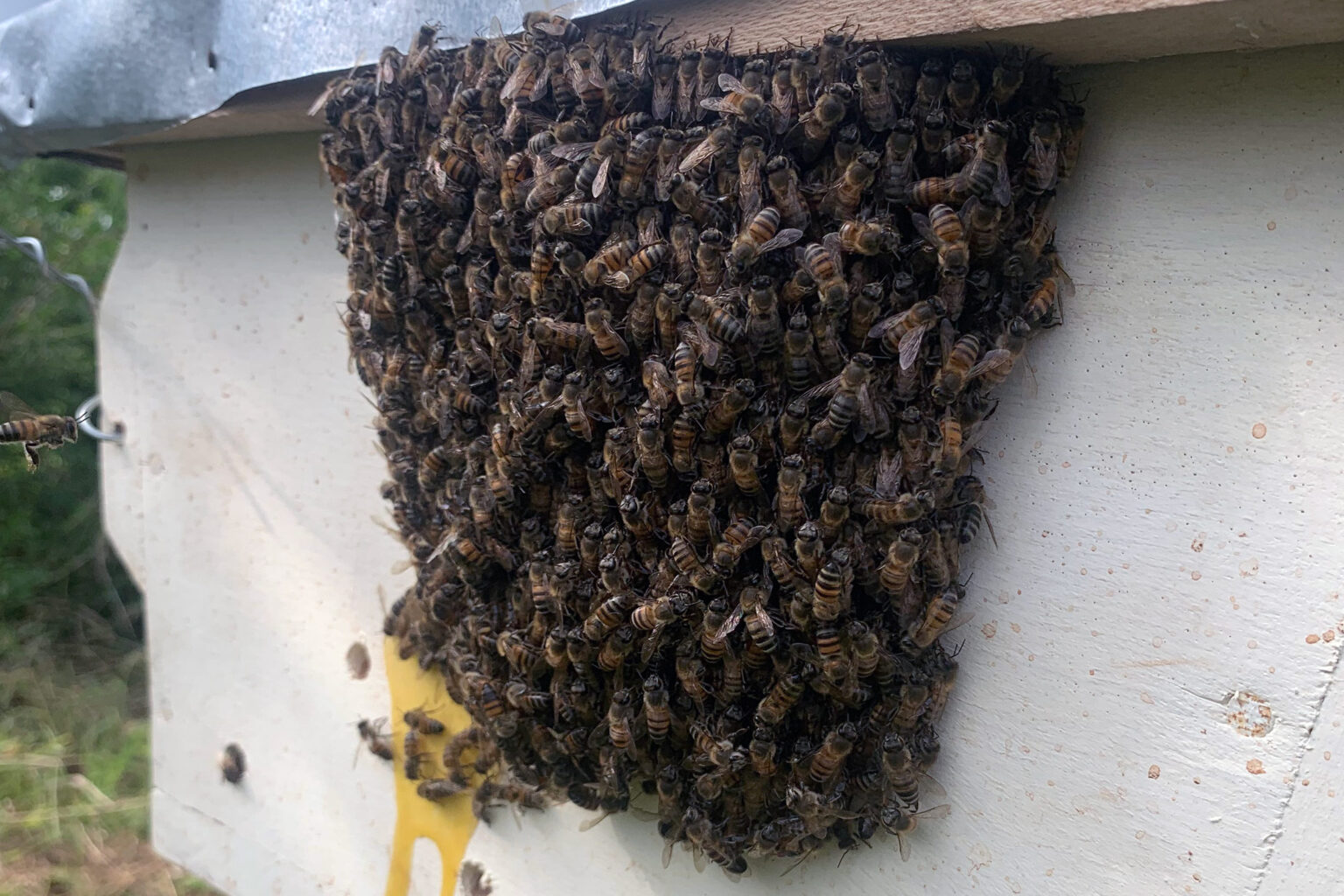 Happy World Bee Day!