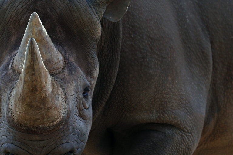 closeup of a rhino looking into camera