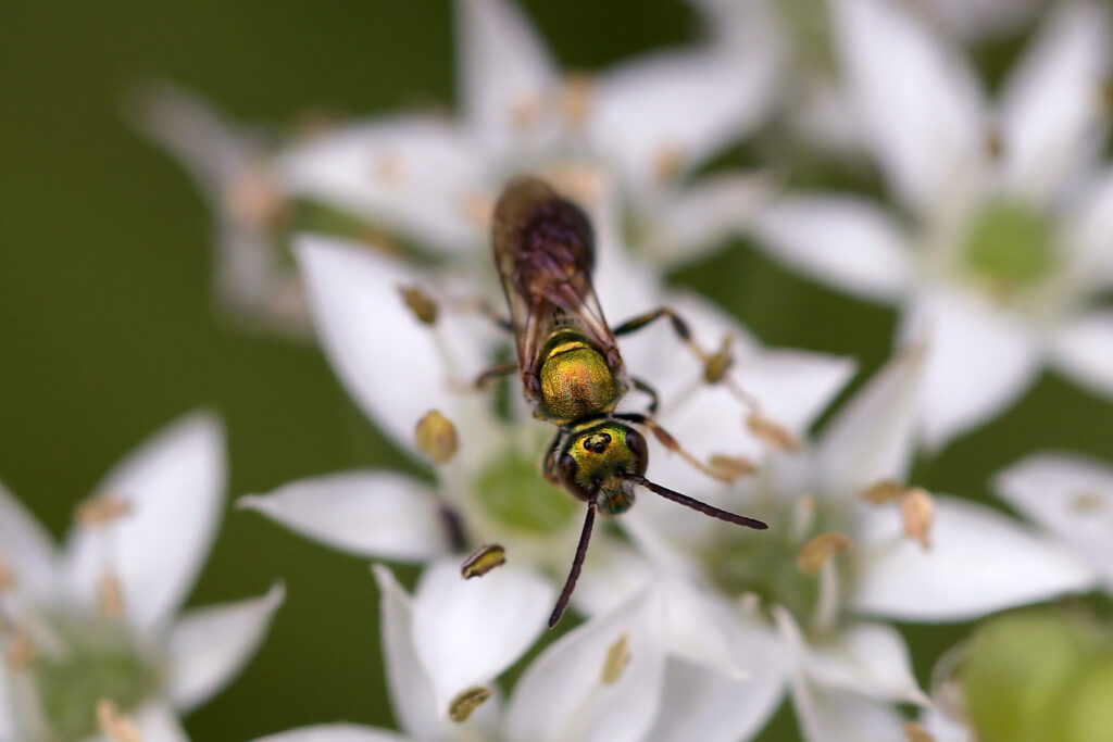 metallic green bee on white flowers