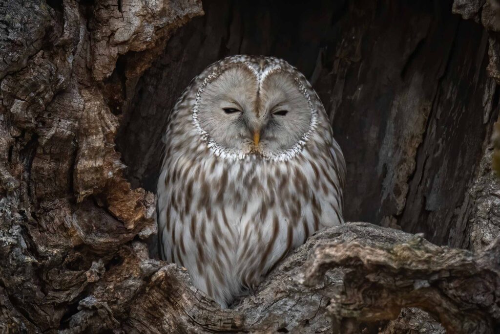 brown and gray old perched in an opening in a tree