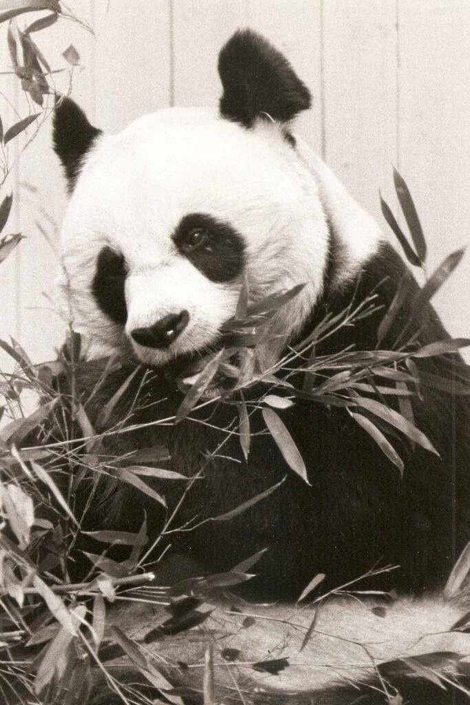 giant panda ling ling eating bamboo