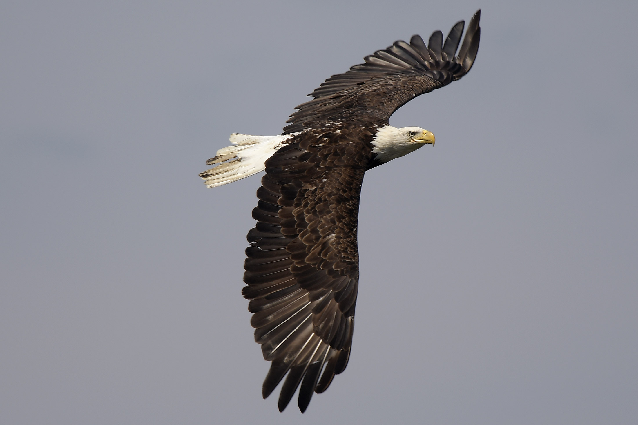 a bald eagle soaring with wings spread out