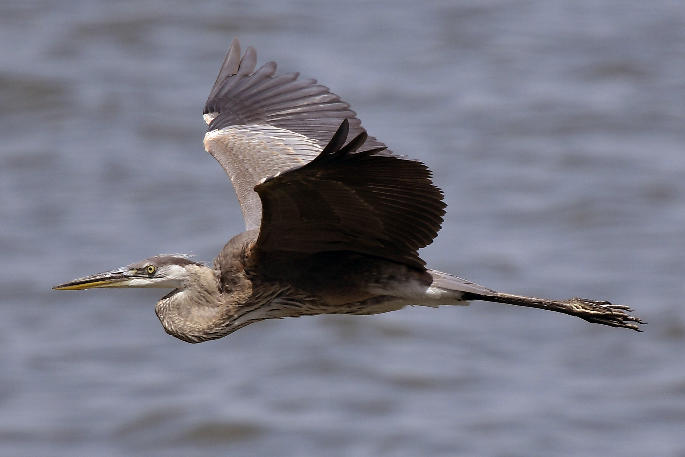 a blue heron flying over water