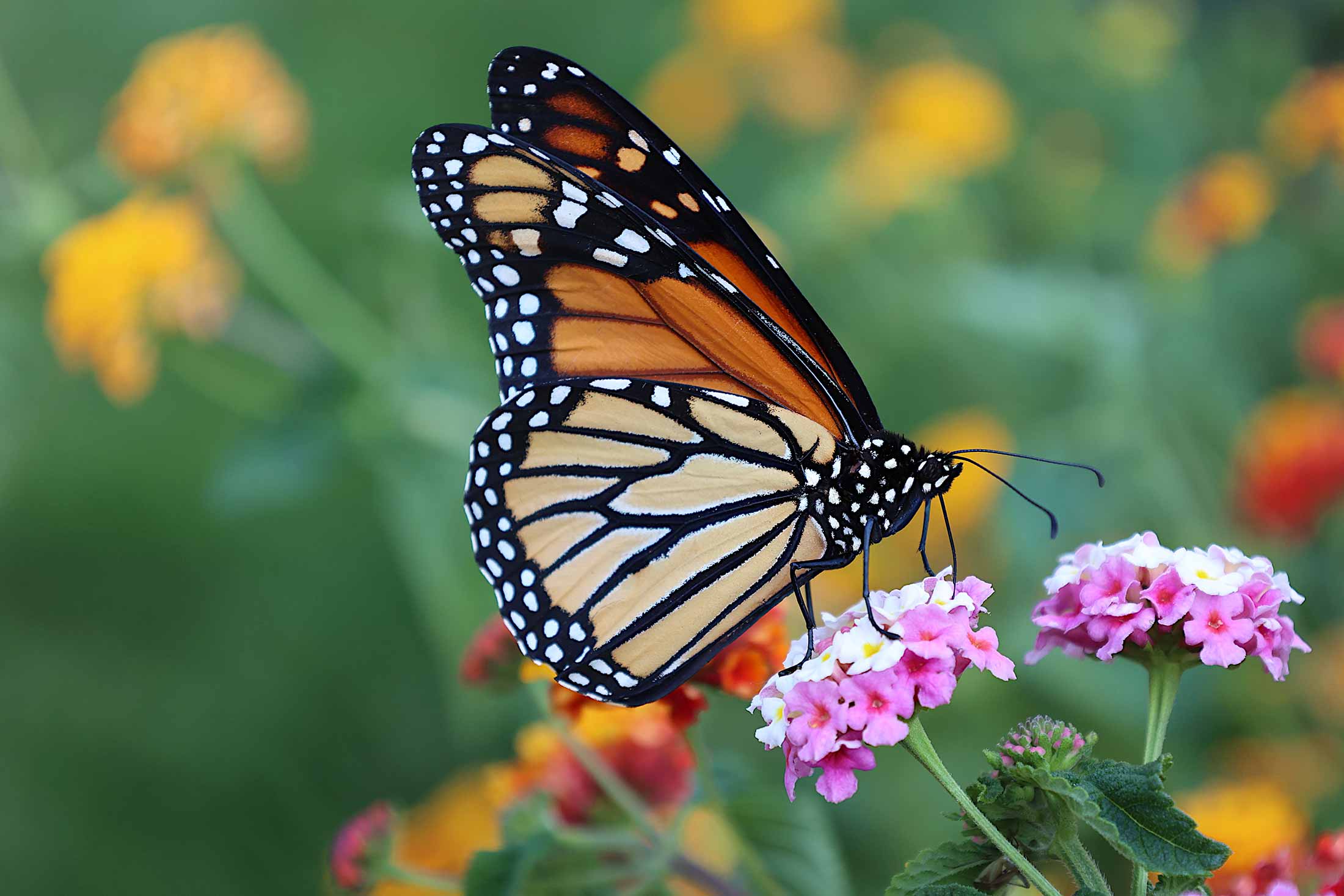 an orange, yellow, and black butterfly perched on pink and white flowers