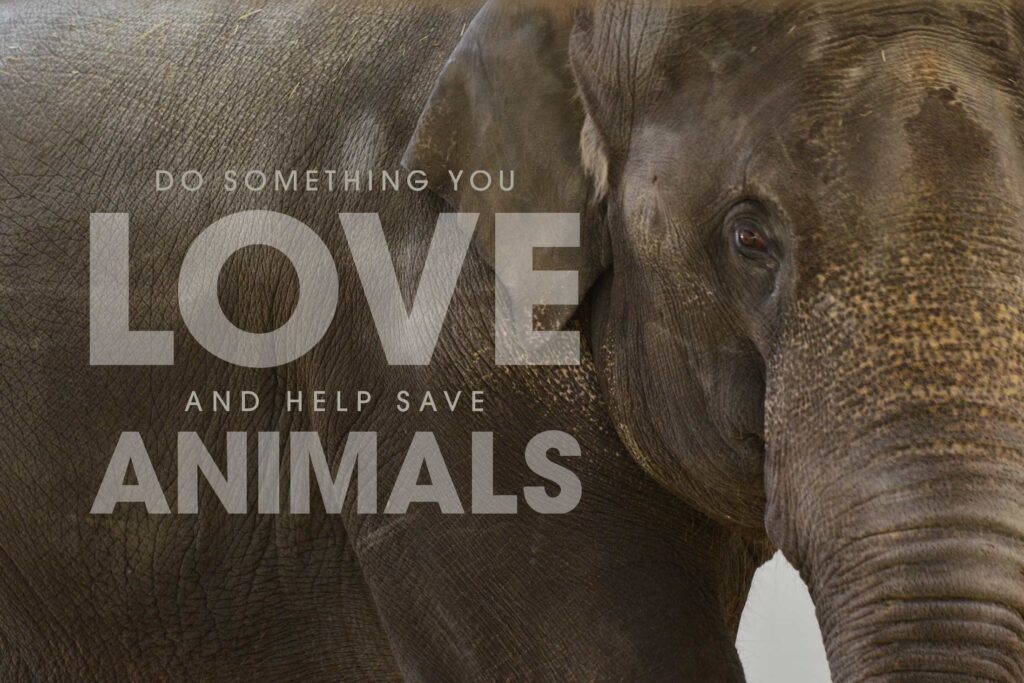 elephant with the words do something you love and help save animals superimposed