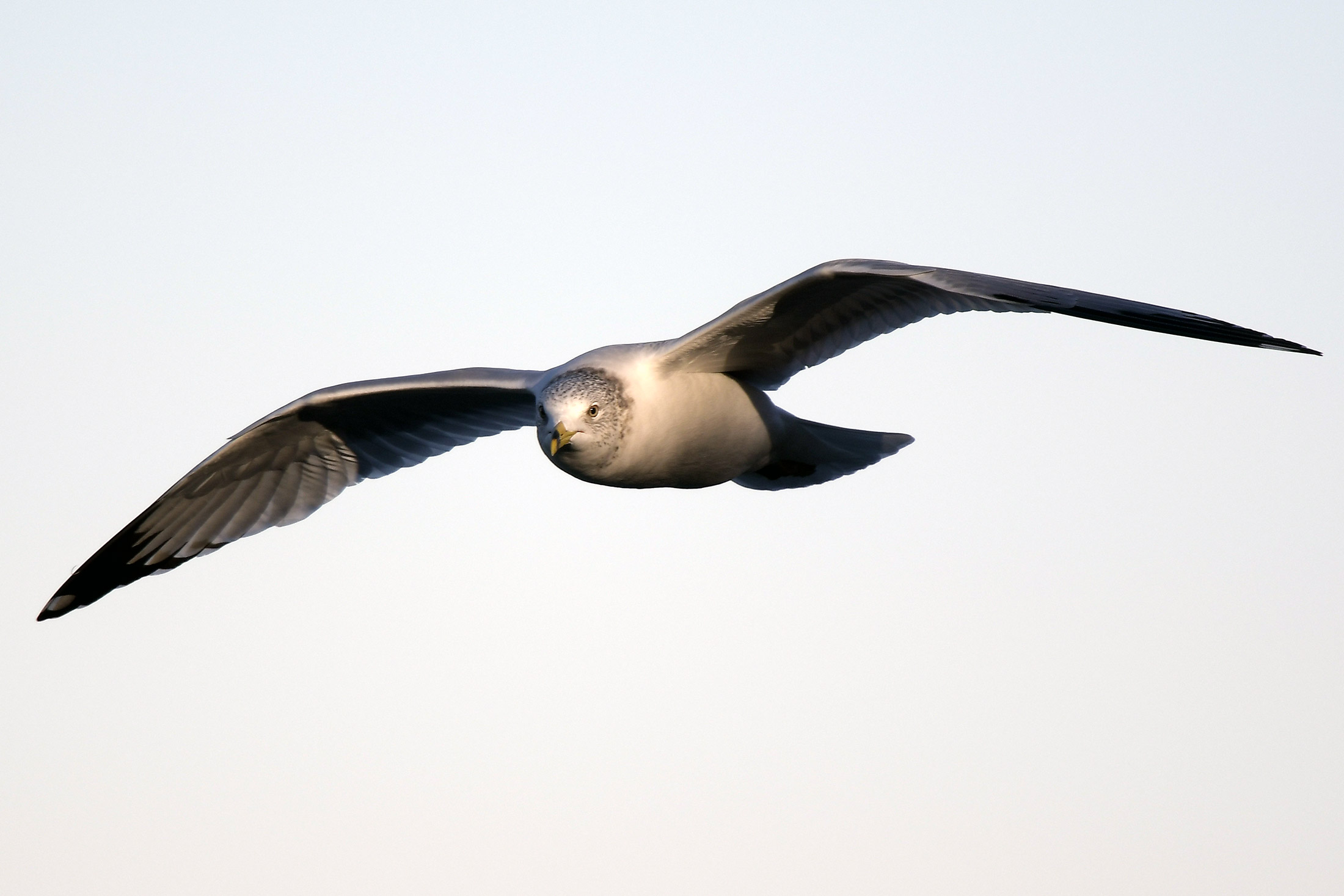 a seagull flying toward the camera