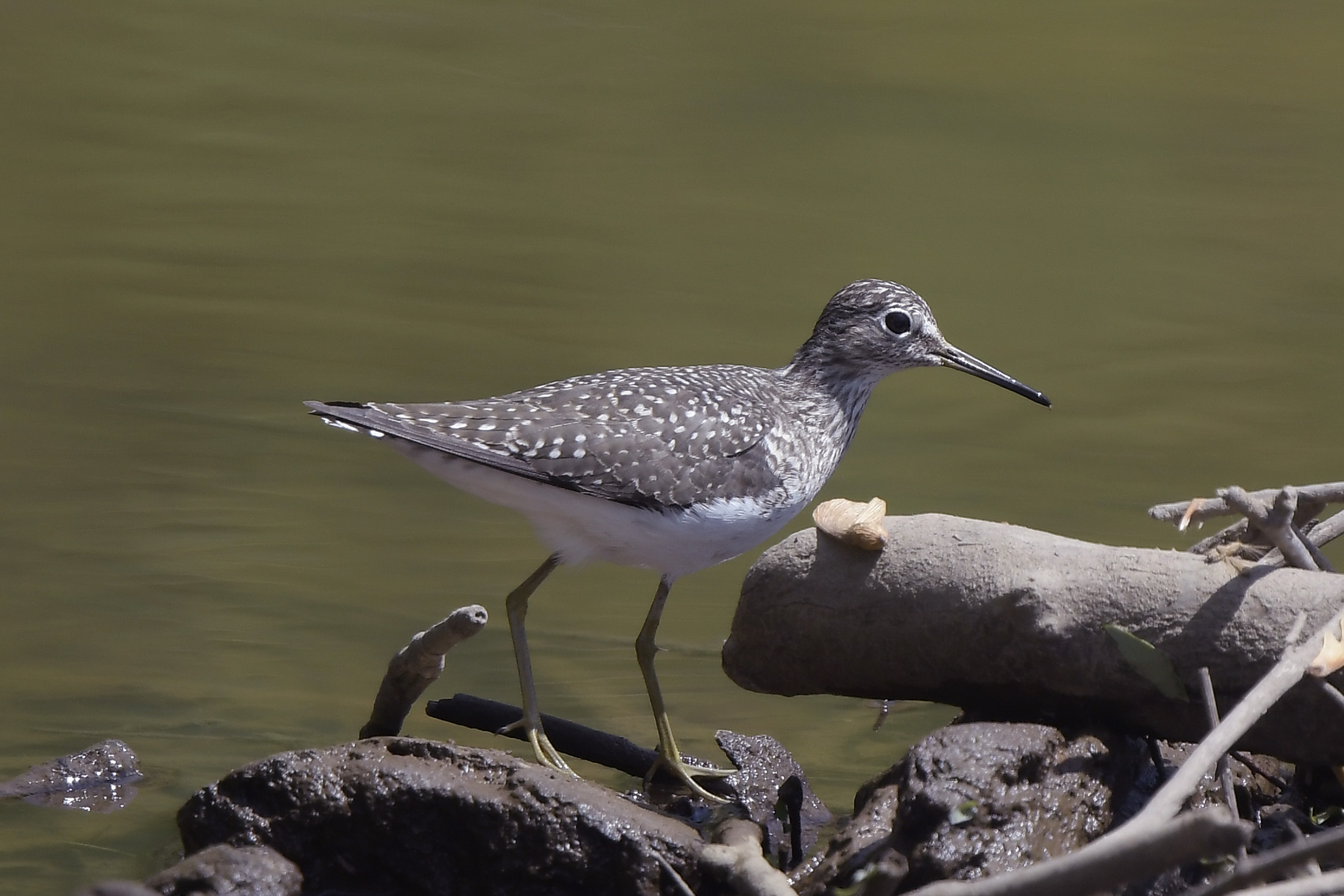 sandpiper standing on a shoreline