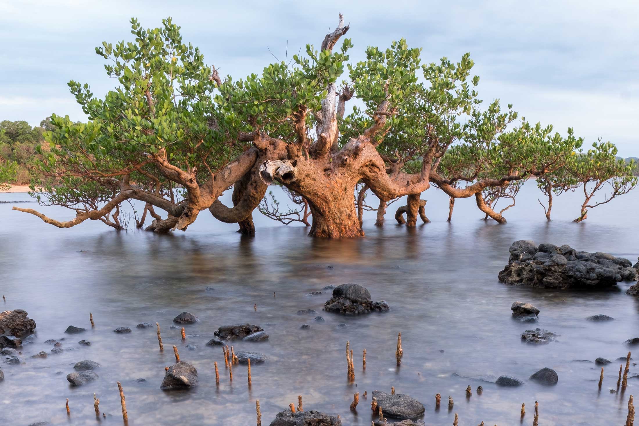 a tree in a lagoon with rocks and reeds in the foreground