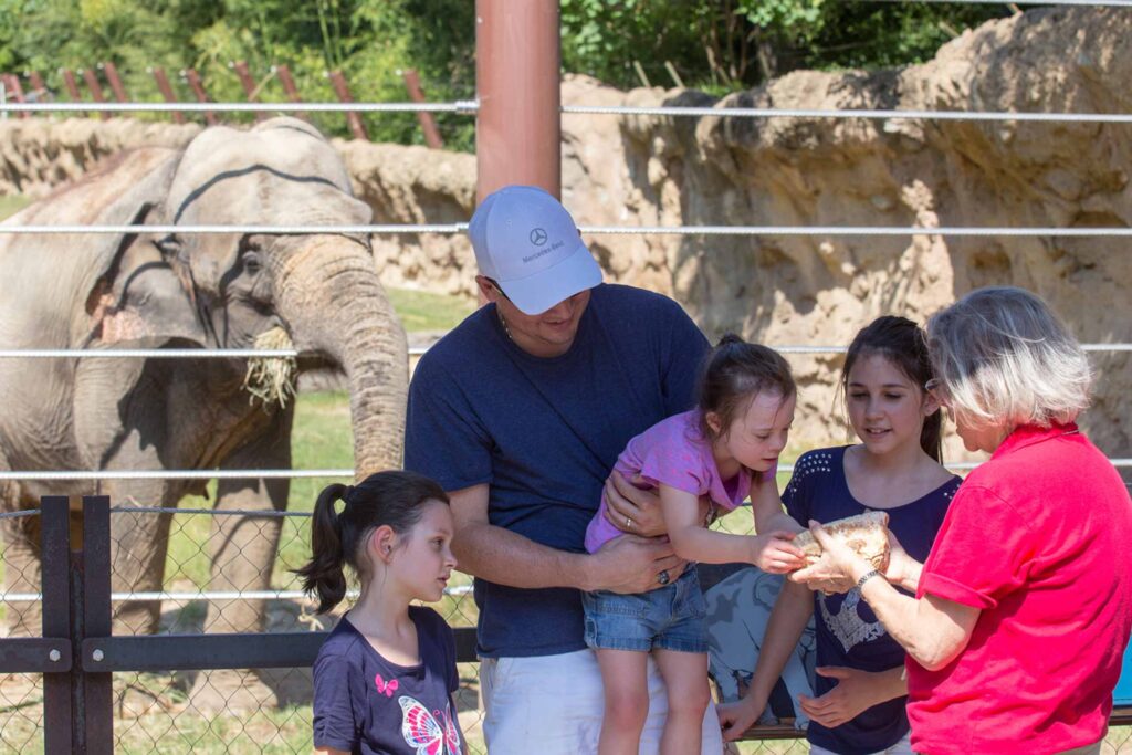 a fonz volunteer wearing a red shirt interacting with a family with an elephant in the background