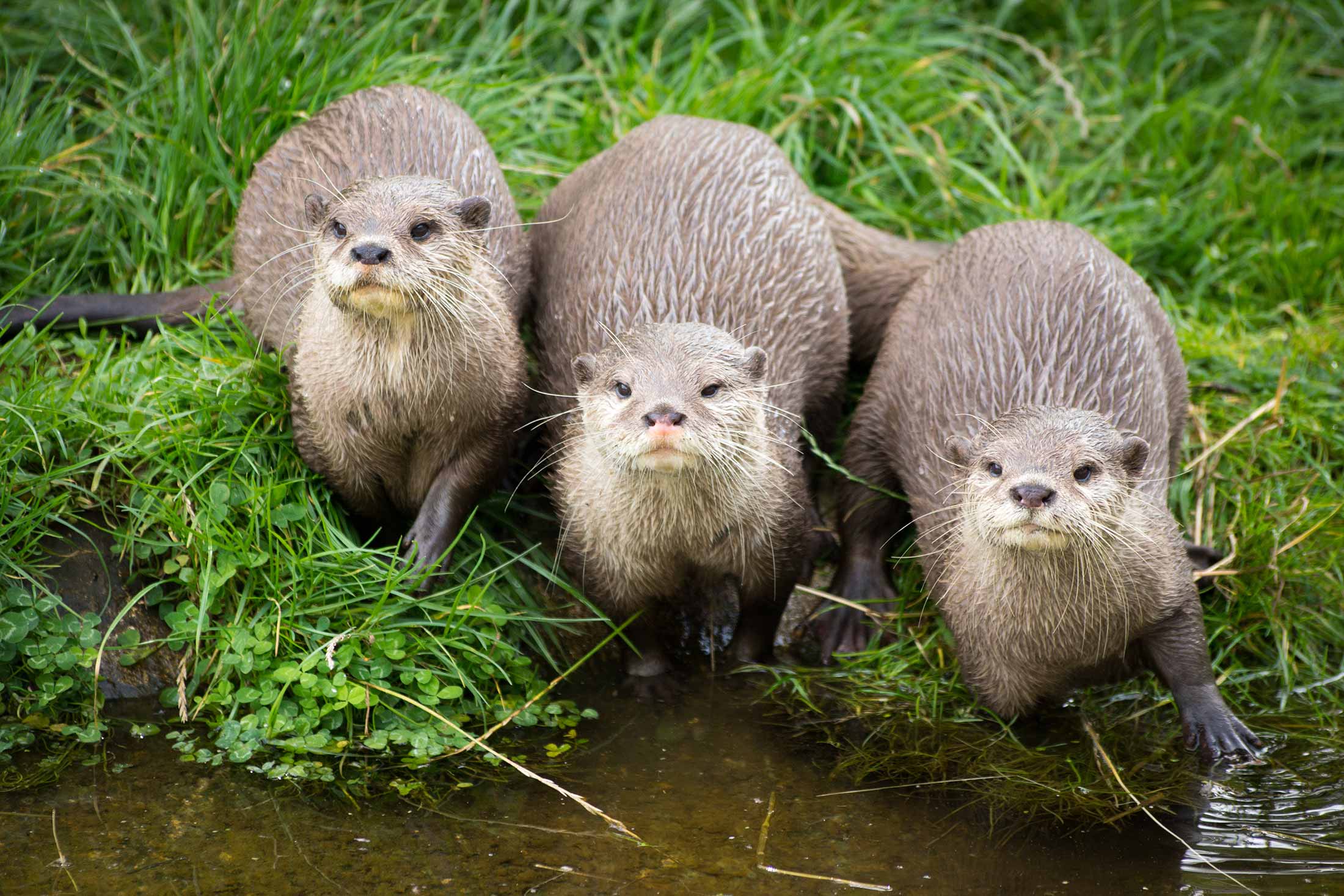 three otters on grass near the edge of a small river