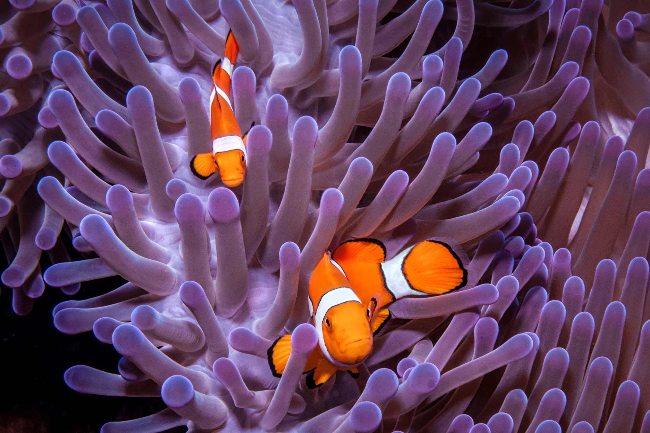 a pair of orange and white fish swimming in a sea anemone with purple tentacles