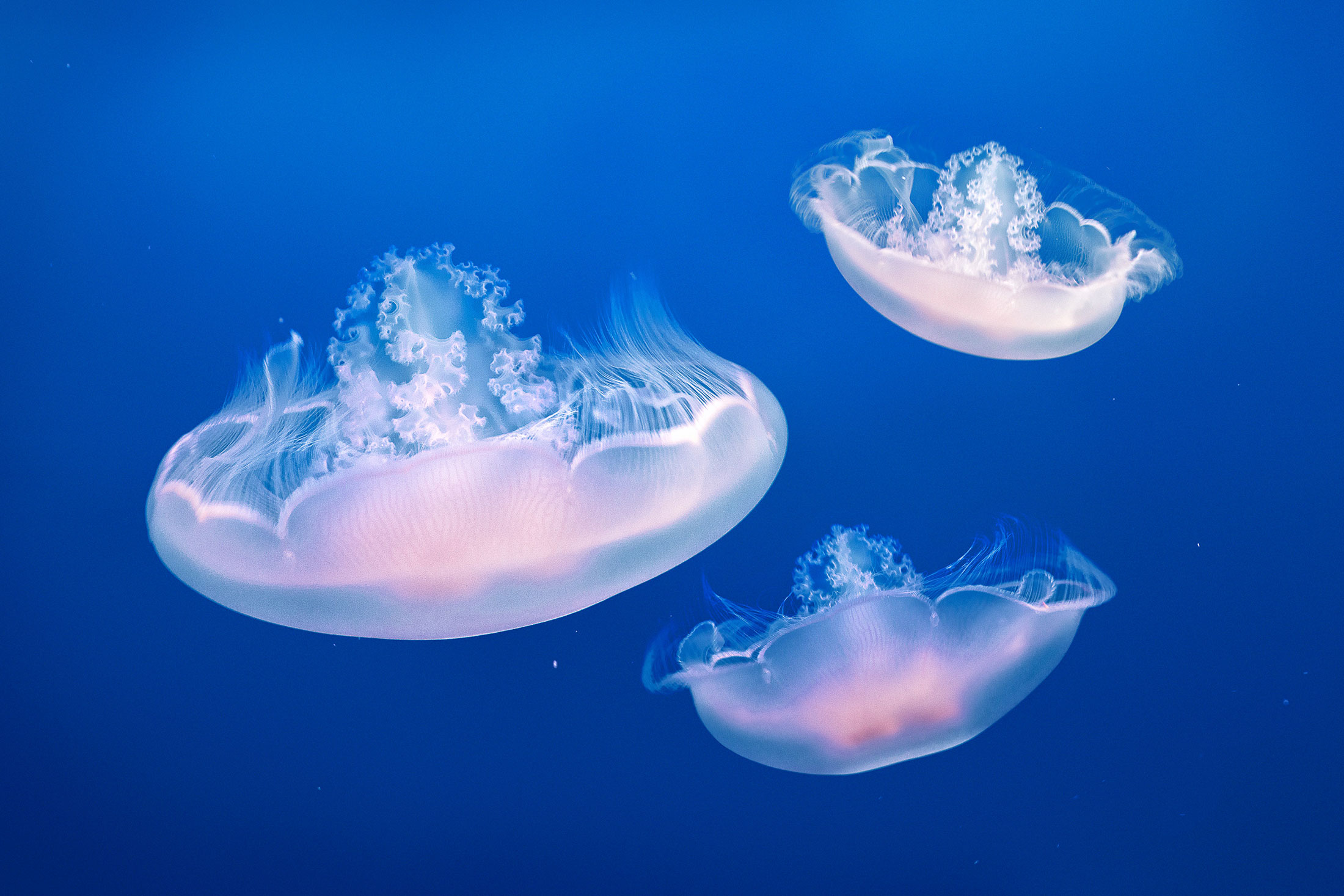 three translucent jellyfish in dark blue water