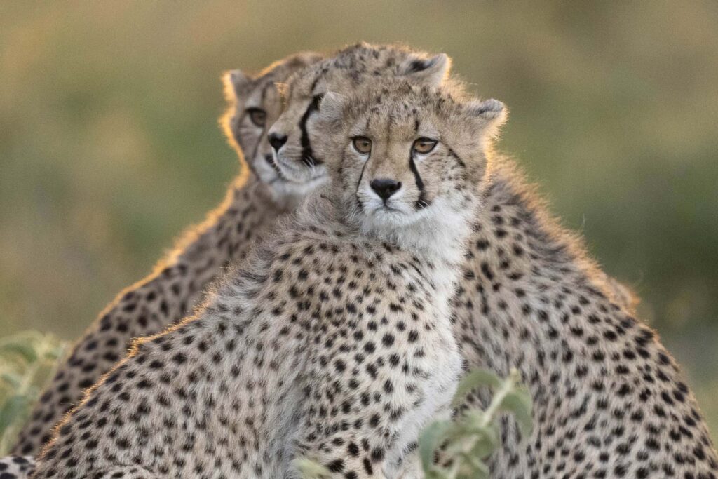 three cheetah cubs sitting together