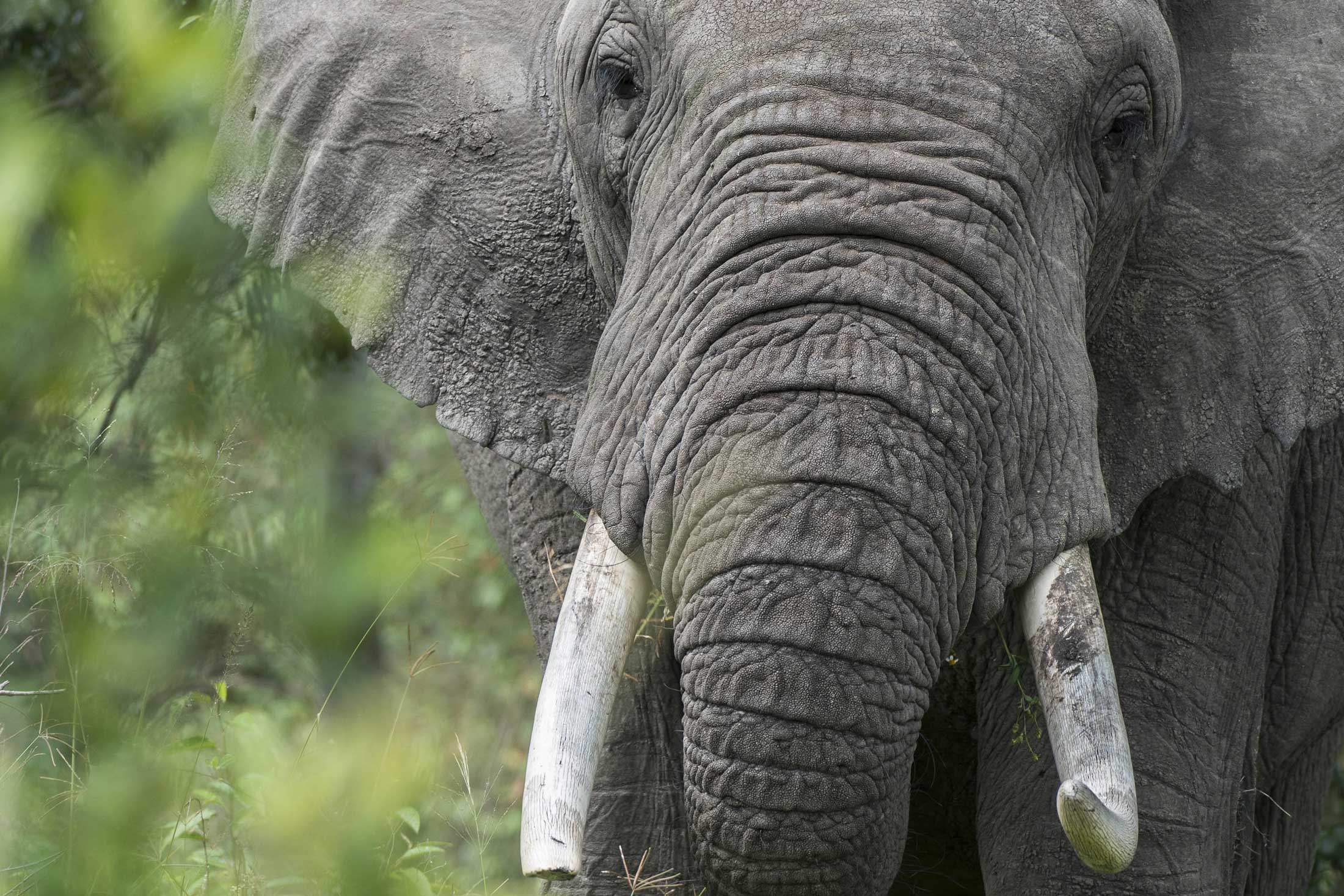 large tusked elephant facing camera with green foliage in the background