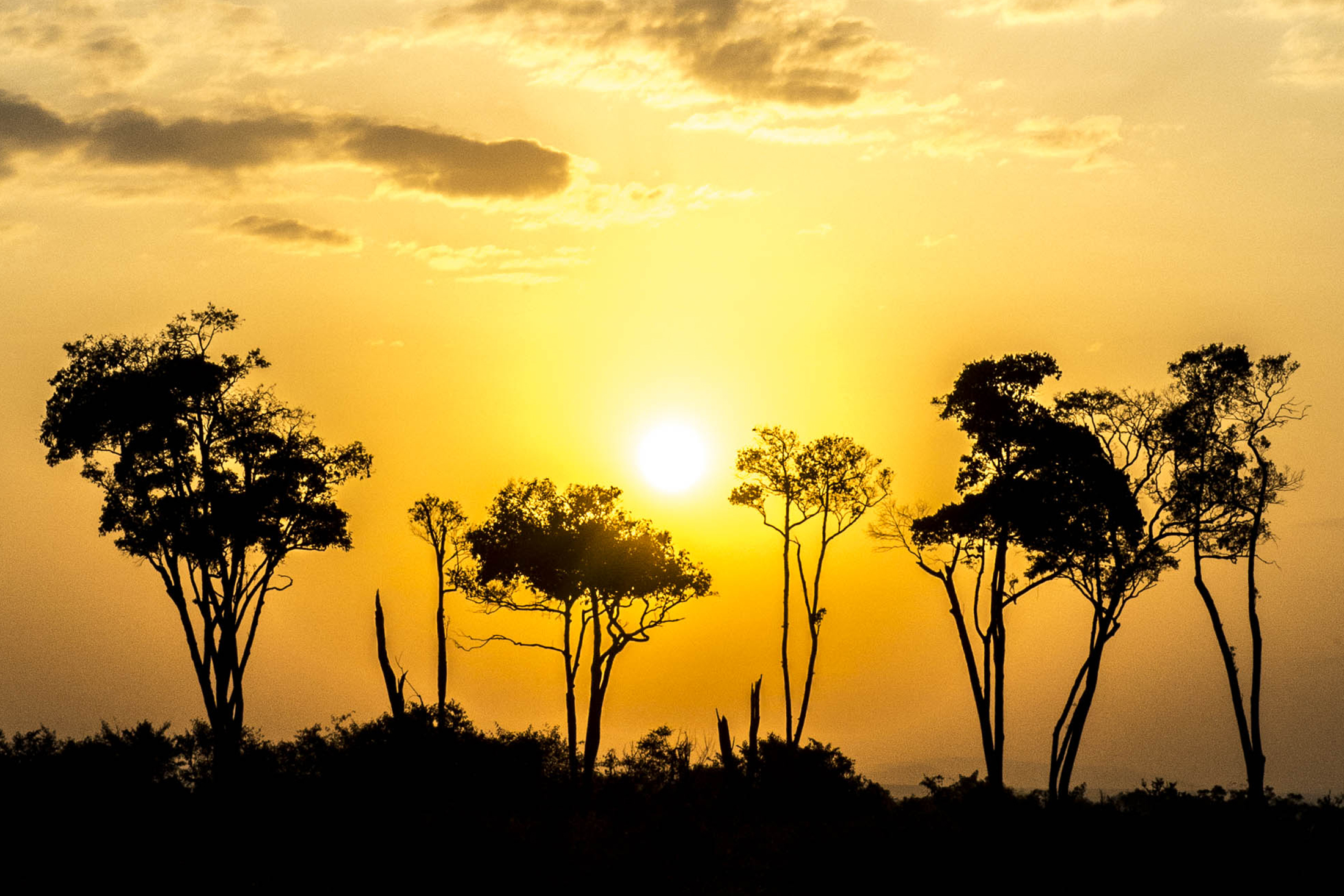silhouette of trees with a yellow orange sunset