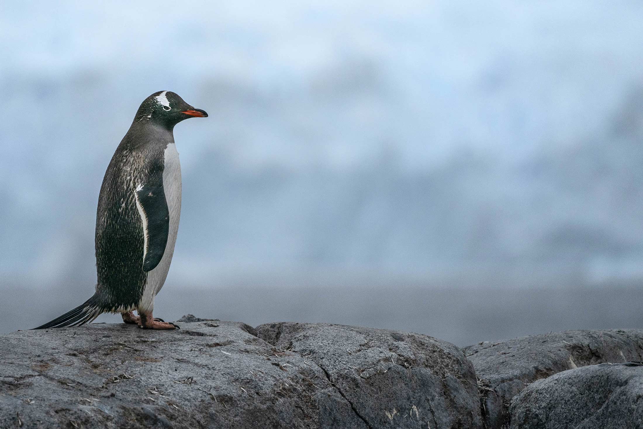 black and white bird with an orange bill standing on rocks in the Antarctic Peninsula