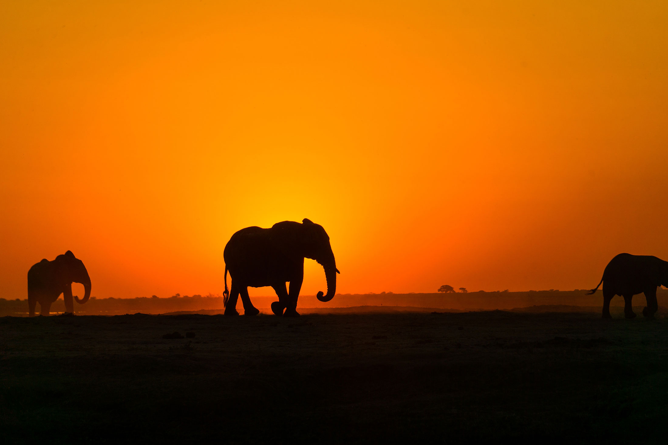 silhouette of three African elephants with an orange sunset backdrop
