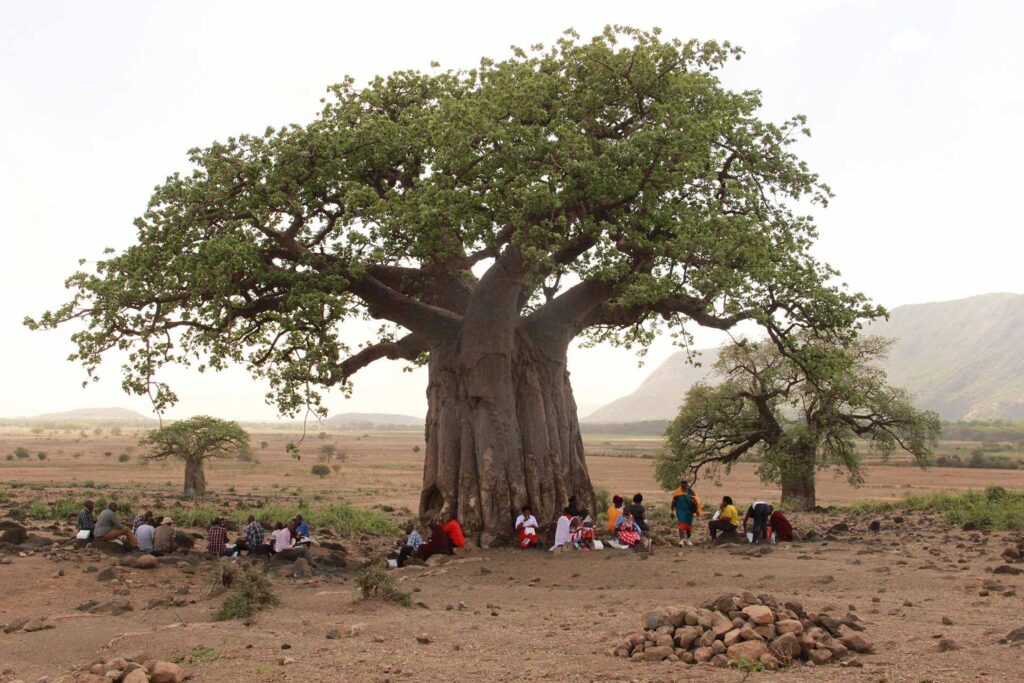 a group of people sitting and standing under a very large boabab tree