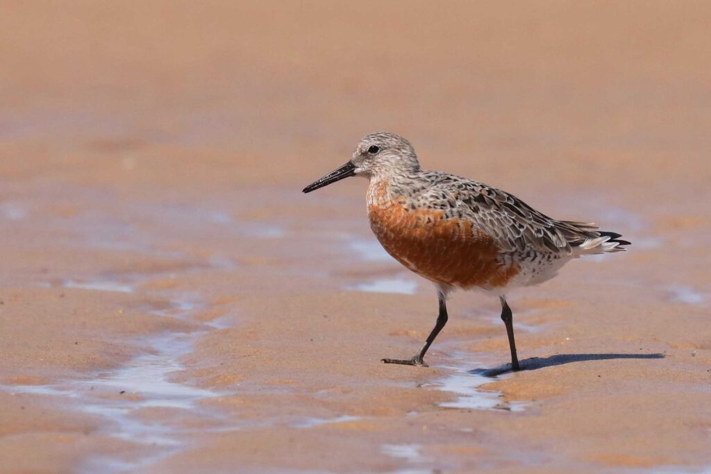 small bird with brown, gray, and white feathers walking on a beach