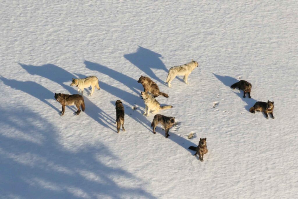 overhead view of a pack of 10 wolves on snow