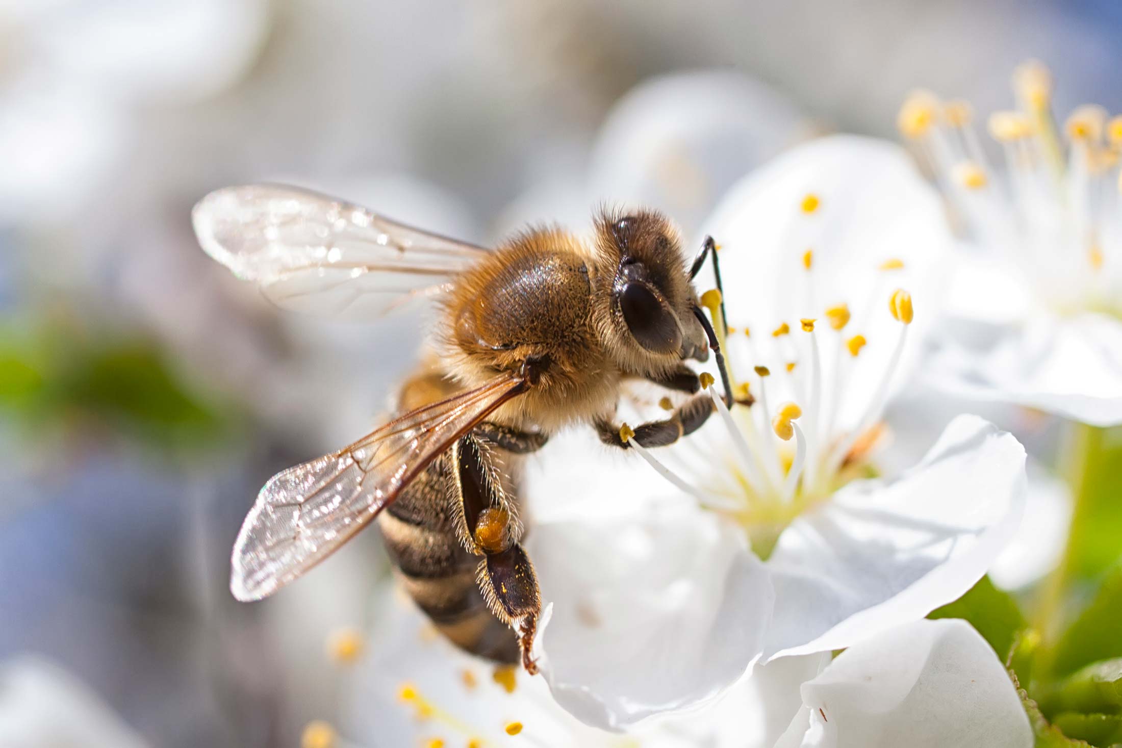 brown and tan honey bee on a white blossom