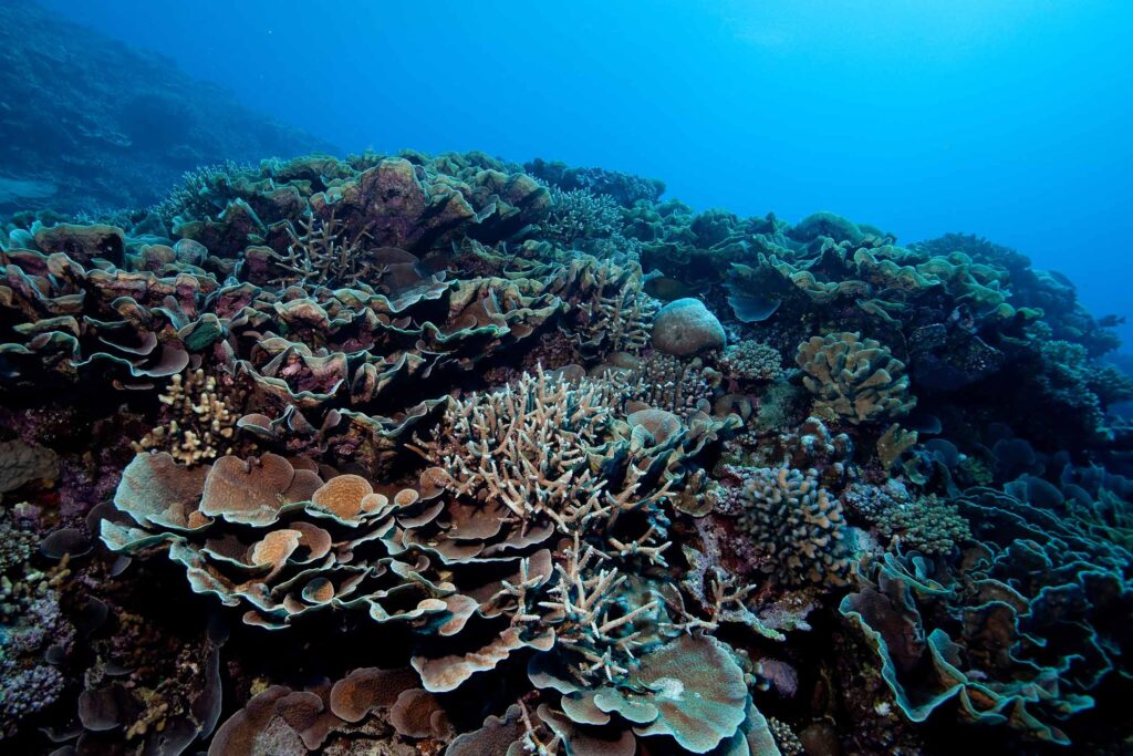 underwater coral reef