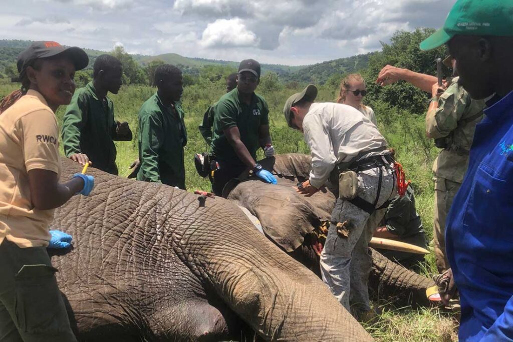 a group of scientists and researchers in the field examining a sedated elephant