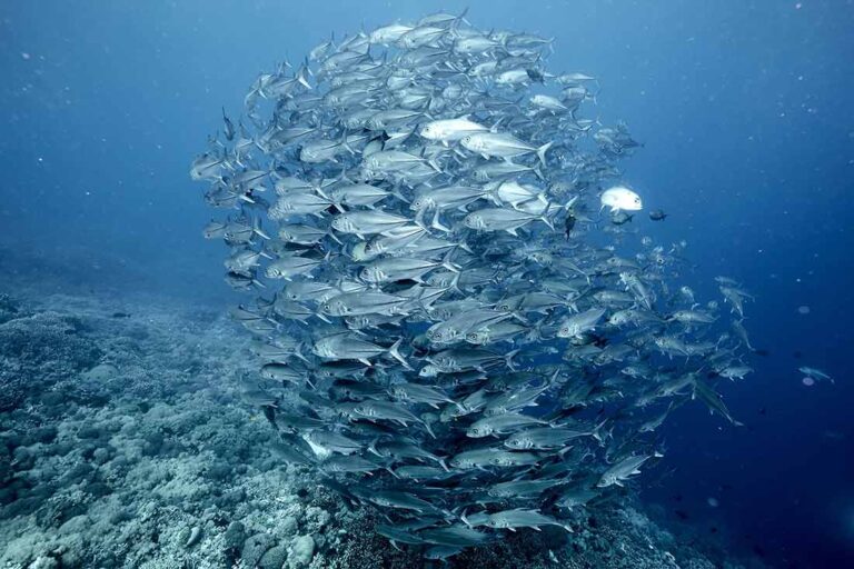 a large school of fish in a tight ball formation in the blue ocean with rocks and corals visible at the bottom
