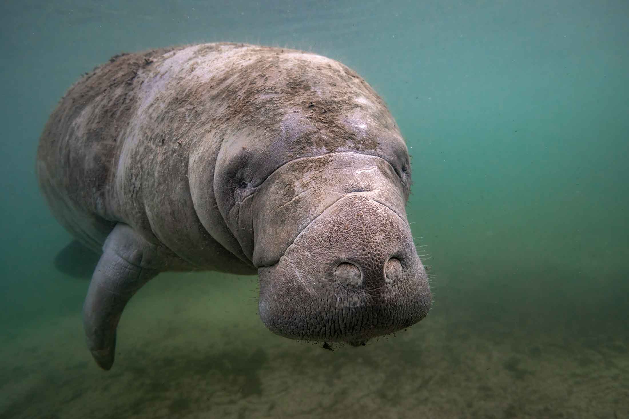 manatee swimming toward the camera in shallow water with the sandy bottom visible