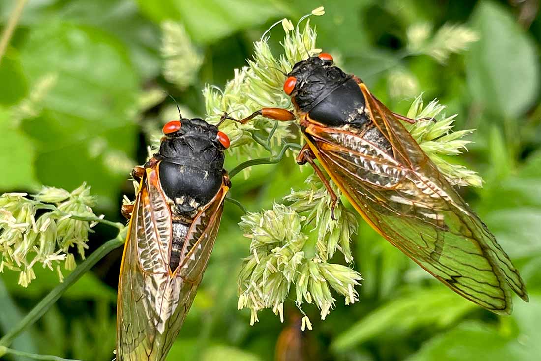 two winged insects with black bodies and red eyes sitting on a green plant with light green flowers