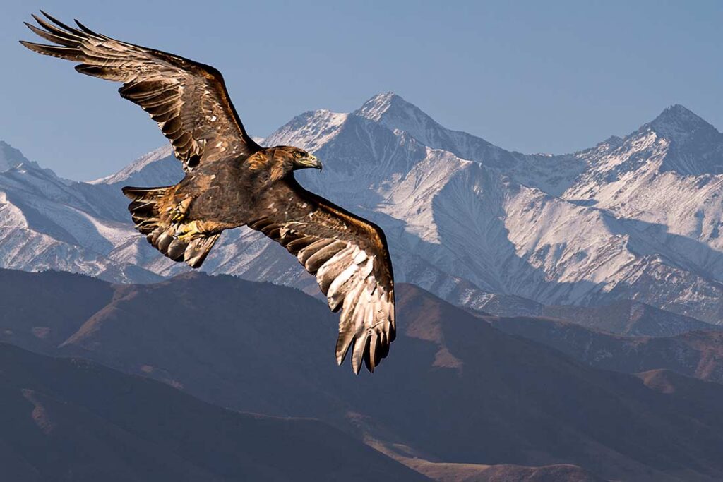 a large brown bird of prey soaring with mountains in the background