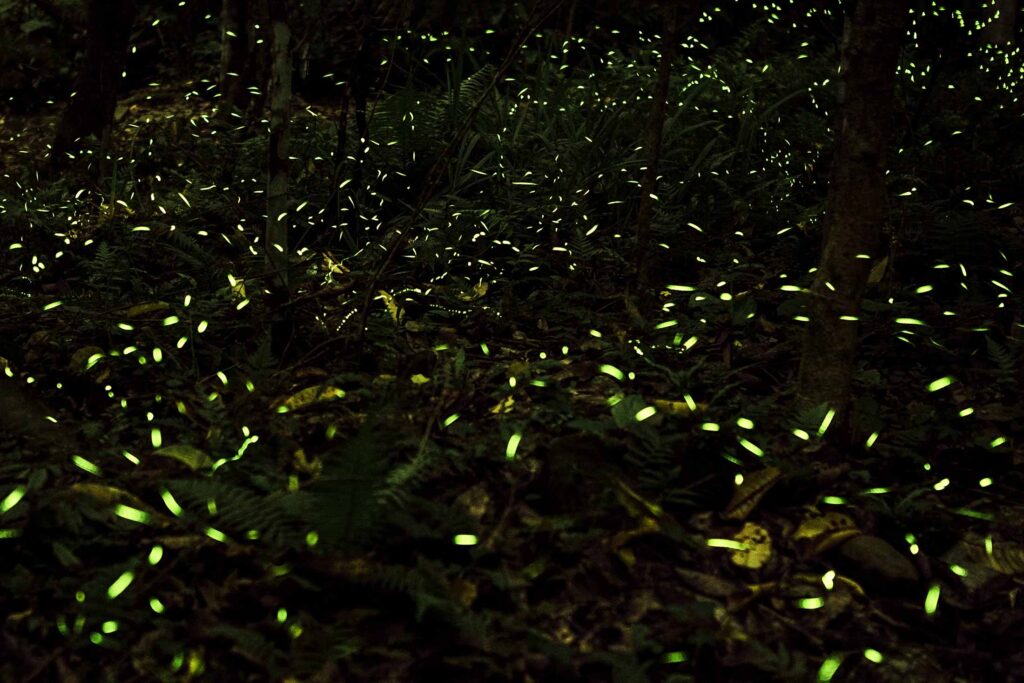 bioluminescent insects in a dark nature setting