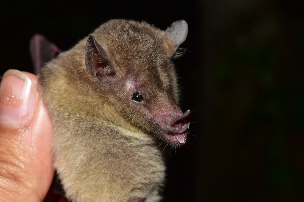 closeup of a brown bat being held by a person