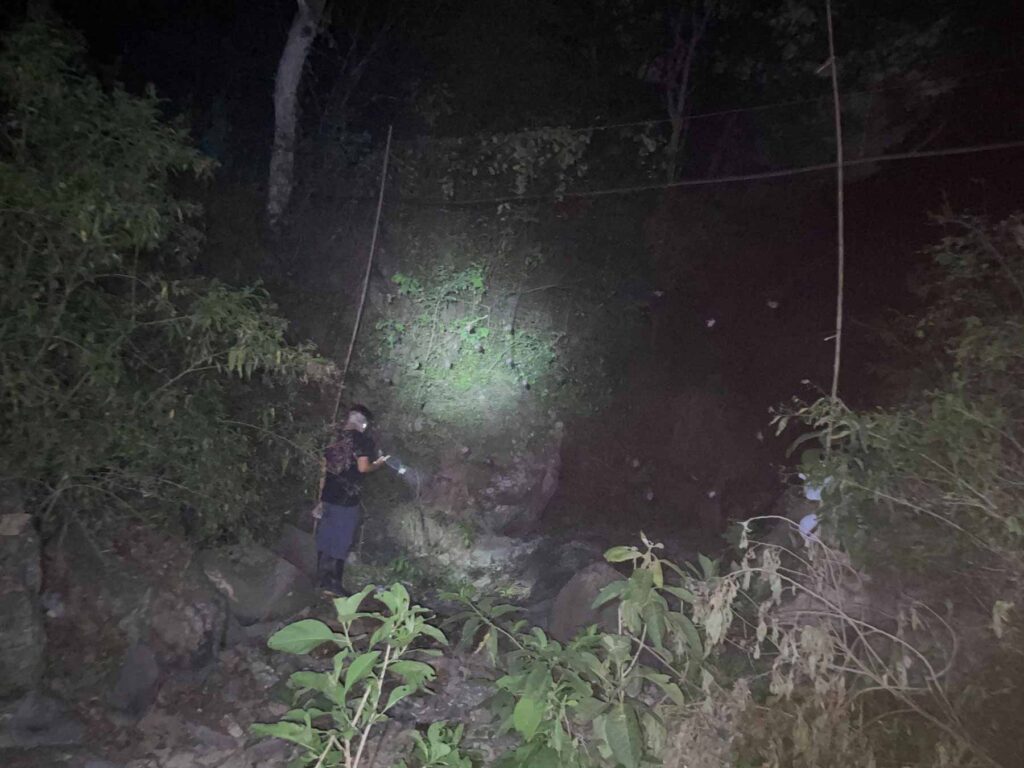 a man with a flashlight in a jungle at night prepares to collect bats that were captured in a large net