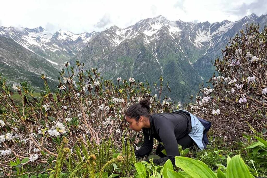 a young woman kneeling down on a steep slope with white flowers with snow covered mountains in the background