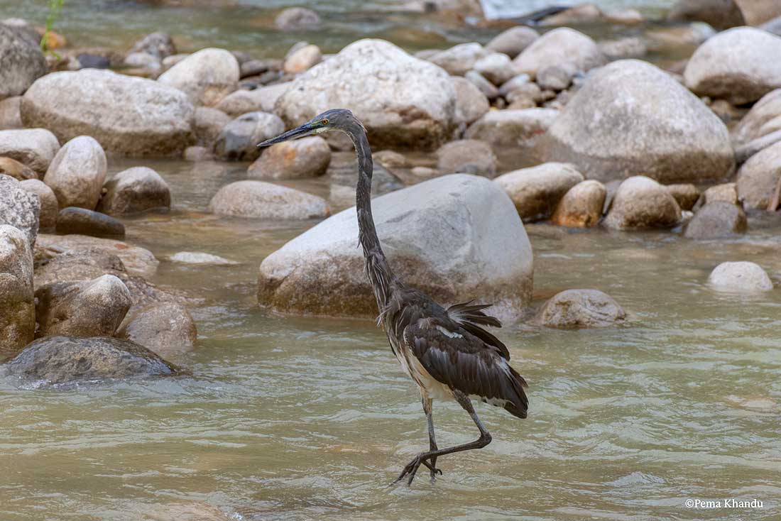 a dark gray or brow bird with a long neck and long, sharp beak walking in a rocky body of water